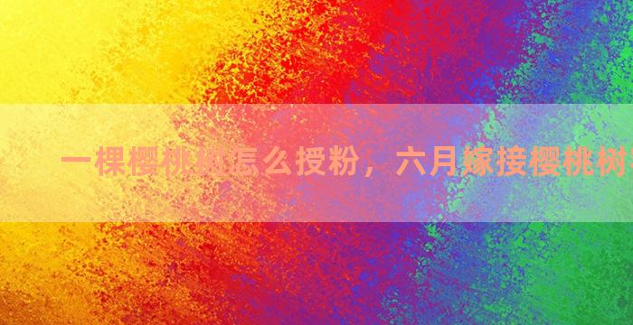 一棵樱桃树怎么授粉，六月嫁接樱桃树容易流胶