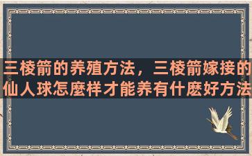 三棱箭的养殖方法，三棱箭嫁接的仙人球怎麼样才能养有什麽好方法