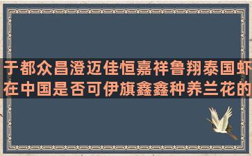 于都众昌澄迈佳恒嘉祥鲁翔泰国虾在中国是否可伊旗鑫鑫种养兰花的发展和市场前景