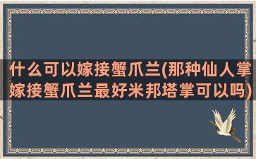 什么可以嫁接蟹爪兰(那种仙人掌嫁接蟹爪兰最好米邦塔掌可以吗)