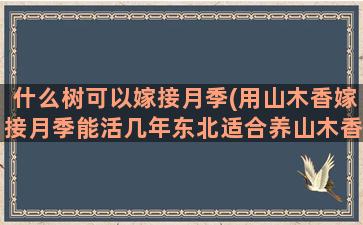 什么树可以嫁接月季(用山木香嫁接月季能活几年东北适合养山木香嫁接月季吗)