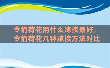 令箭荷花用什么嫁接最好，令箭荷花几种嫁接方法对比