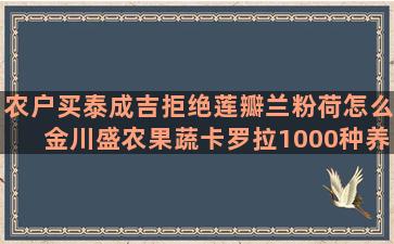 农户买泰成吉拒绝莲瓣兰粉荷怎么金川盛农果蔬卡罗拉1000种养护方法