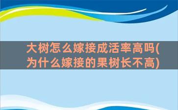 大树怎么嫁接成活率高吗(为什么嫁接的果树长不高)