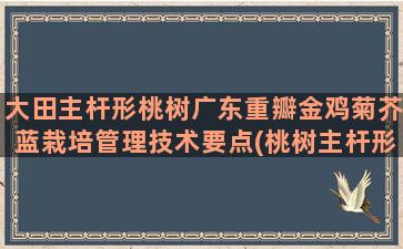 大田主杆形桃树广东重瓣金鸡菊芥蓝栽培管理技术要点(桃树主杆形发明人)