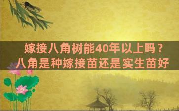 嫁接八角树能40年以上吗？八角是种嫁接苗还是实生苗好