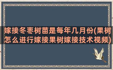 嫁接冬枣树苗是每年几月份(果树怎么进行嫁接果树嫁接技术视频)