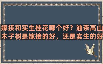 嫁接和实生桂花哪个好？油茶高山木子树是嫁接的好，还是实生的好