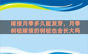 嫁接月季多久能发芽，月季树桩嫁接的树桩也会长大吗