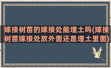 嫁接树苗的嫁接处能埋土吗(嫁接树苗嫁接处放外面还是埋土里面)