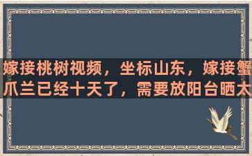 嫁接桃树视频，坐标山东，嫁接蟹爪兰已经十天了，需要放阳台晒太阳吗