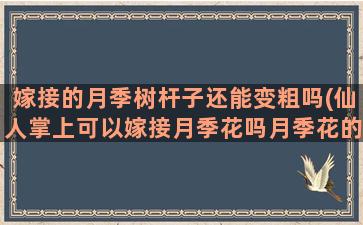 嫁接的月季树杆子还能变粗吗(仙人掌上可以嫁接月季花吗月季花的颜色会改变吗)