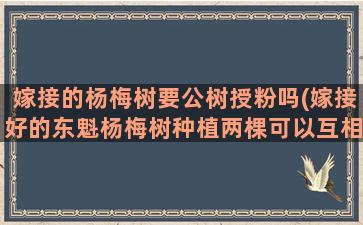 嫁接的杨梅树要公树授粉吗(嫁接好的东魁杨梅树种植两棵可以互相授粉吗可以结果吗)