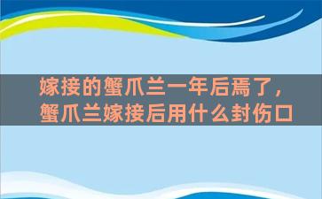 嫁接的蟹爪兰一年后焉了，蟹爪兰嫁接后用什么封伤口