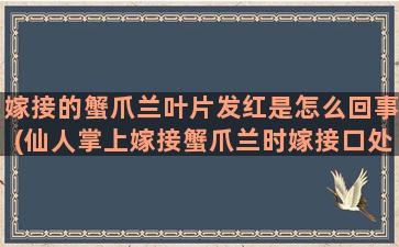 嫁接的蟹爪兰叶片发红是怎么回事(仙人掌上嫁接蟹爪兰时嫁接口处出现腐烂是什么原因)