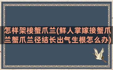 怎样架椄蟹爪兰(鲜人掌嫁接蟹爪兰蟹爪兰径结长出气生根怎么办)