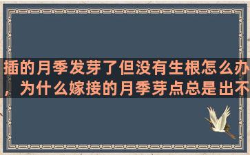 插的月季发芽了但没有生根怎么办，为什么嫁接的月季芽点总是出不来