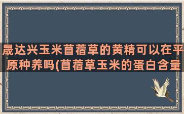 晟达兴玉米苜蓿草的黄精可以在平原种养吗(苜蓿草玉米的蛋白含量是多少)