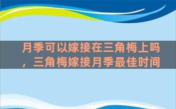 月季可以嫁接在三角梅上吗，三角梅嫁接月季最佳时间