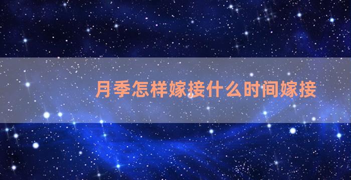 月季怎样嫁接什么时间嫁接