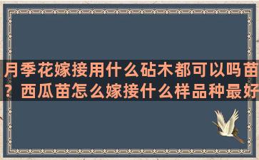 月季花嫁接用什么砧木都可以吗苗？西瓜苗怎么嫁接什么样品种最好吃