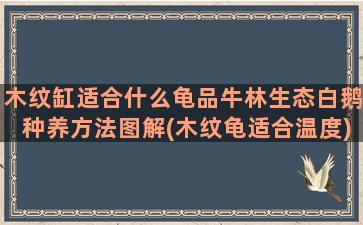 木纹缸适合什么龟品牛林生态白鹅种养方法图解(木纹龟适合温度)