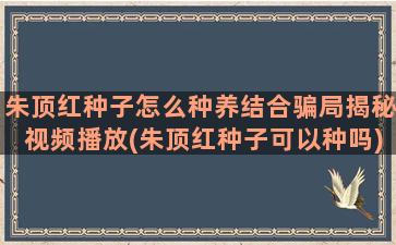 朱顶红种子怎么种养结合骗局揭秘视频播放(朱顶红种子可以种吗)