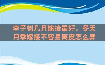 李子树几月嫁接最好，冬天月季嫁接不容易离皮怎么弄