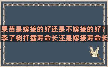 果苗是嫁接的好还是不嫁接的好？李子树扦插寿命长还是嫁接寿命长