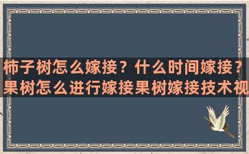 柿子树怎么嫁接？什么时间嫁接？果树怎么进行嫁接果树嫁接技术视频