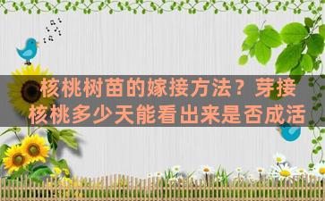 核桃树苗的嫁接方法？芽接核桃多少天能看出来是否成活