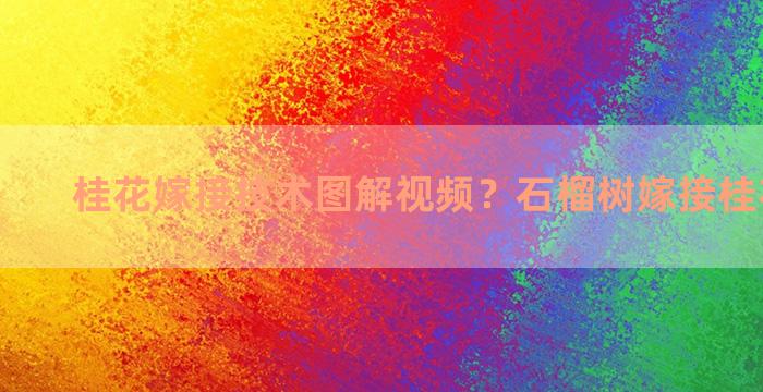 桂花嫁接技术图解视频？石榴树嫁接桂花的方法