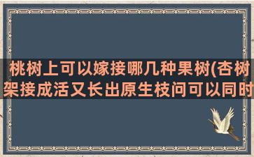 桃树上可以嫁接哪几种果树(杏树架接成活又长出原生枝问可以同时生长吗)