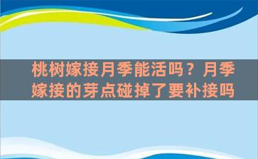 桃树嫁接月季能活吗？月季嫁接的芽点碰掉了要补接吗