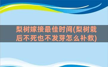 梨树嫁接最佳时间(梨树栽后不死也不发芽怎么补救)