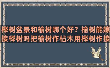 榉树盆景和榆树哪个好？榆树能嫁接榉树吗把榆树作枮木用榉树作接穗能嫁接吗