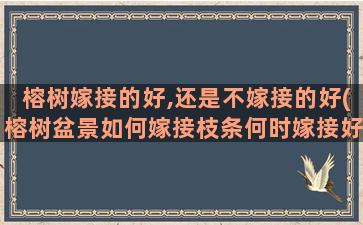 榕树嫁接的好,还是不嫁接的好(榕树盆景如何嫁接枝条何时嫁接好)