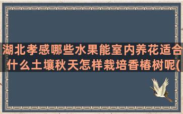 湖北孝感哪些水果能室内养花适合什么土壤秋天怎样栽培香椿树呢(孝感适合种植哪些水果)