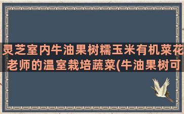 灵芝室内牛油果树糯玉米有机菜花老师的温室栽培蔬菜(牛油果树可以在室内种吗)