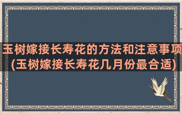 玉树嫁接长寿花的方法和注意事项(玉树嫁接长寿花几月份最合适)