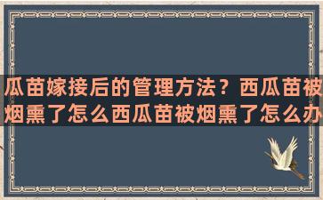 瓜苗嫁接后的管理方法？西瓜苗被烟熏了怎么西瓜苗被烟熏了怎么办