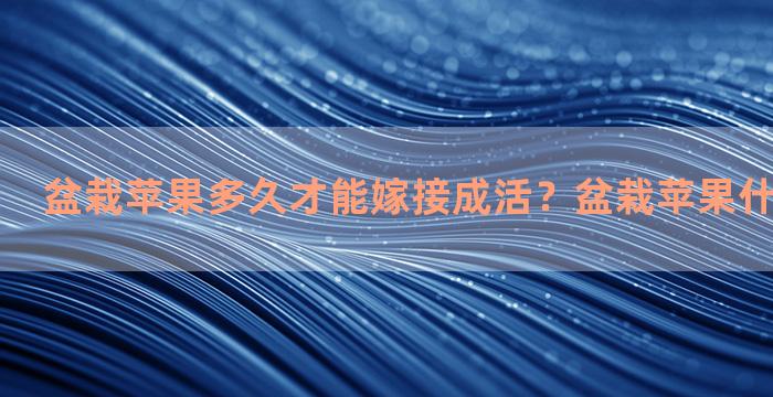 盆栽苹果多久才能嫁接成活？盆栽苹果什么时候嫁接