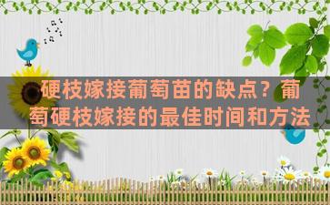 硬枝嫁接葡萄苗的缺点？葡萄硬枝嫁接的最佳时间和方法