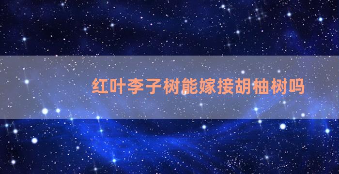 红叶李子树能嫁接胡柚树吗