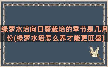 绿萝水培向日葵栽培的季节是几月份(绿萝水培怎么养才能更旺盛)