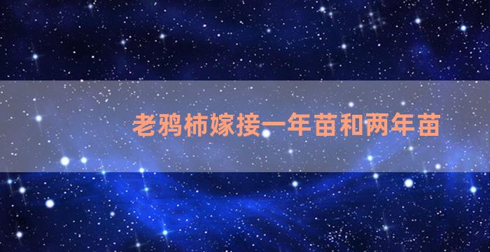 老鸦柿嫁接一年苗和两年苗