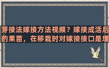 芽接法嫁接方法视频？嫁接成活后的果苗，在移栽时对嫁接接口是埋入土中，还是露在地面外