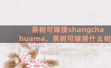 茶树可嫁接shangchahuama，茶树可嫁接什么树