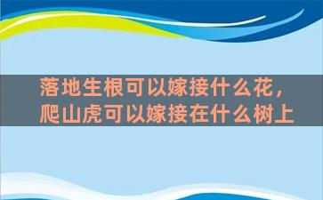 落地生根可以嫁接什么花，爬山虎可以嫁接在什么树上