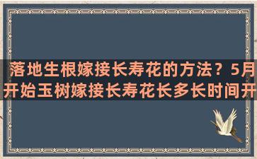 落地生根嫁接长寿花的方法？5月开始玉树嫁接长寿花长多长时间开花